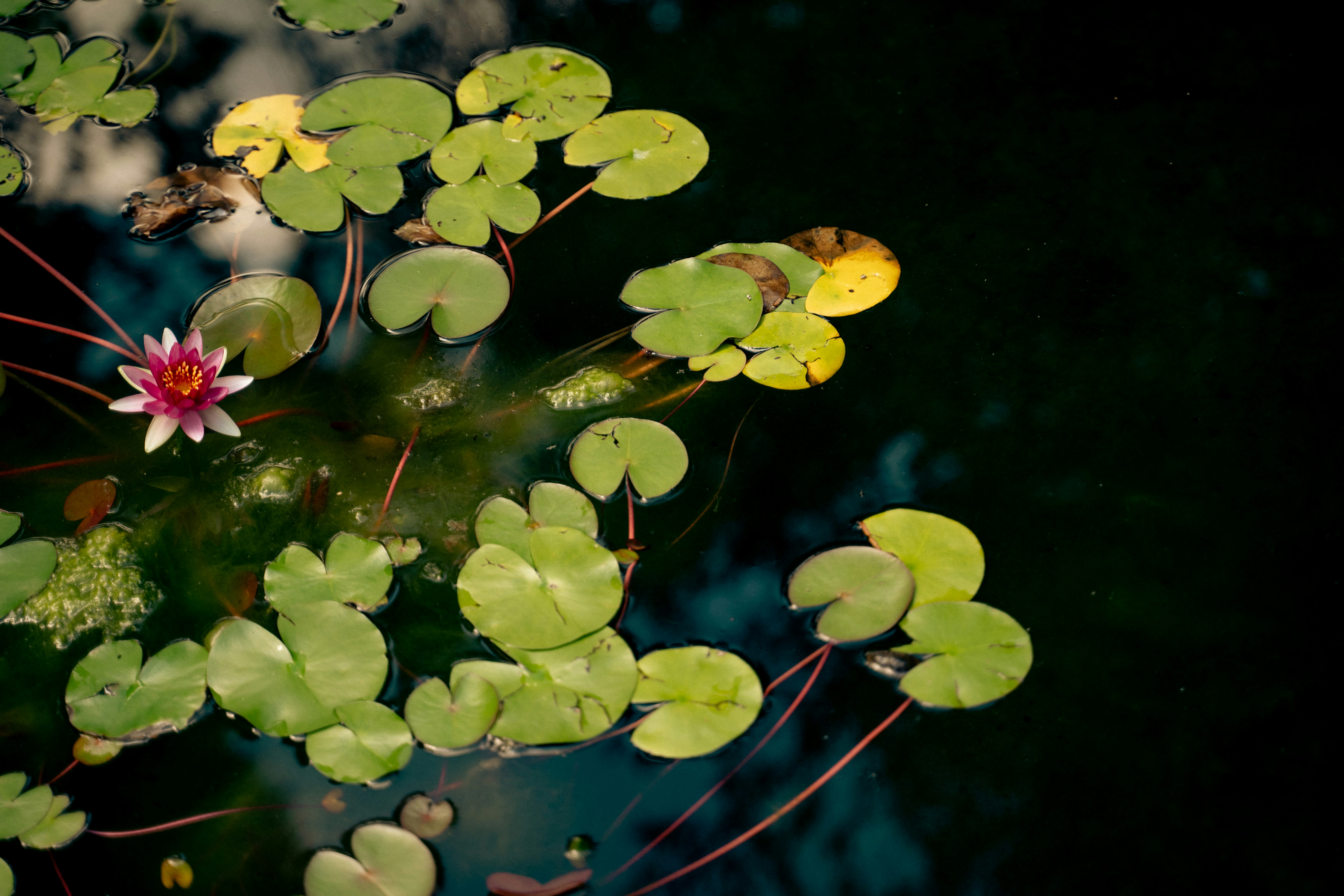 a group of flowers on a tree, 