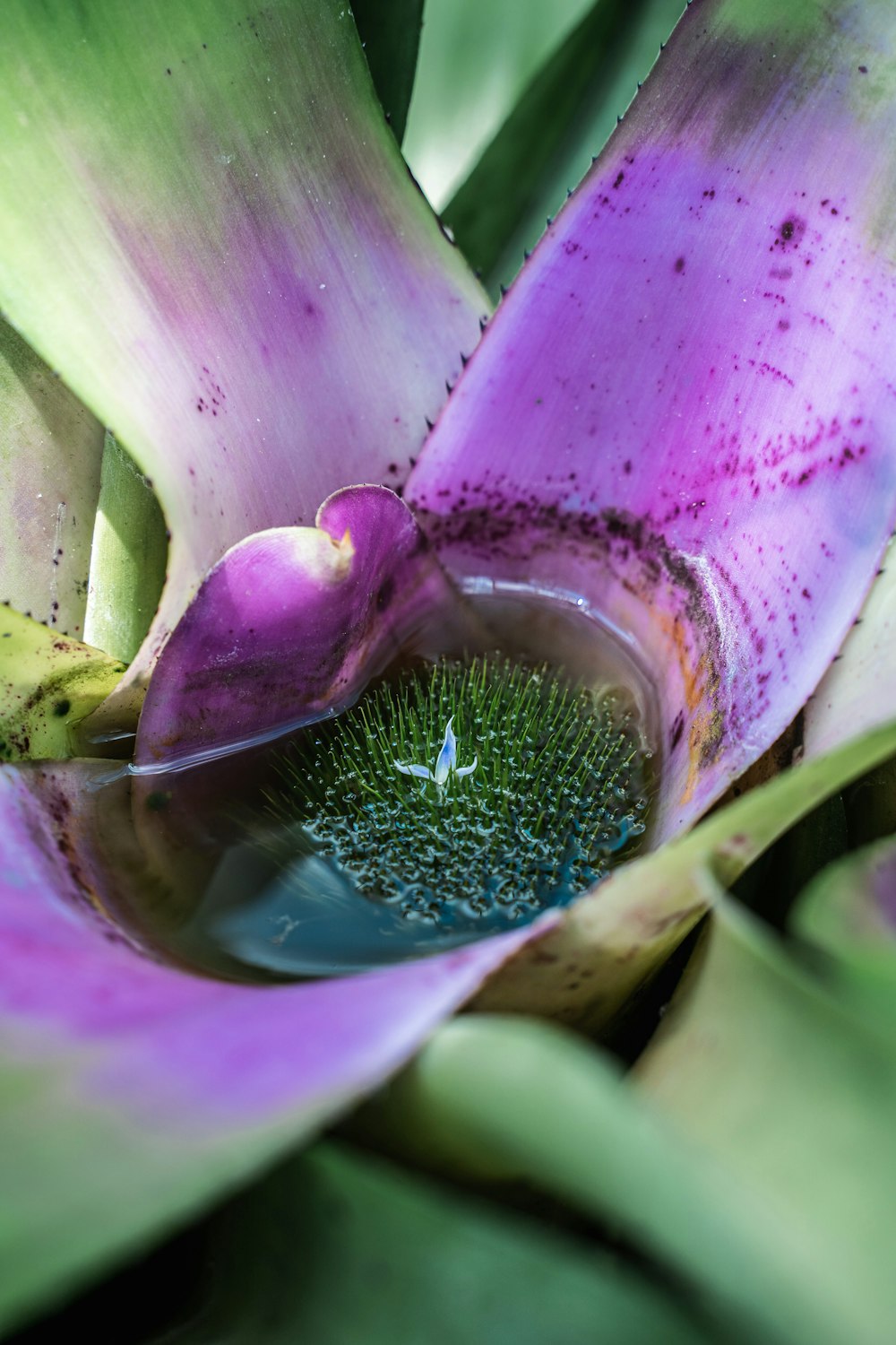 a close up of a flower