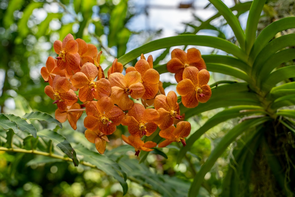 a group of orange flowers