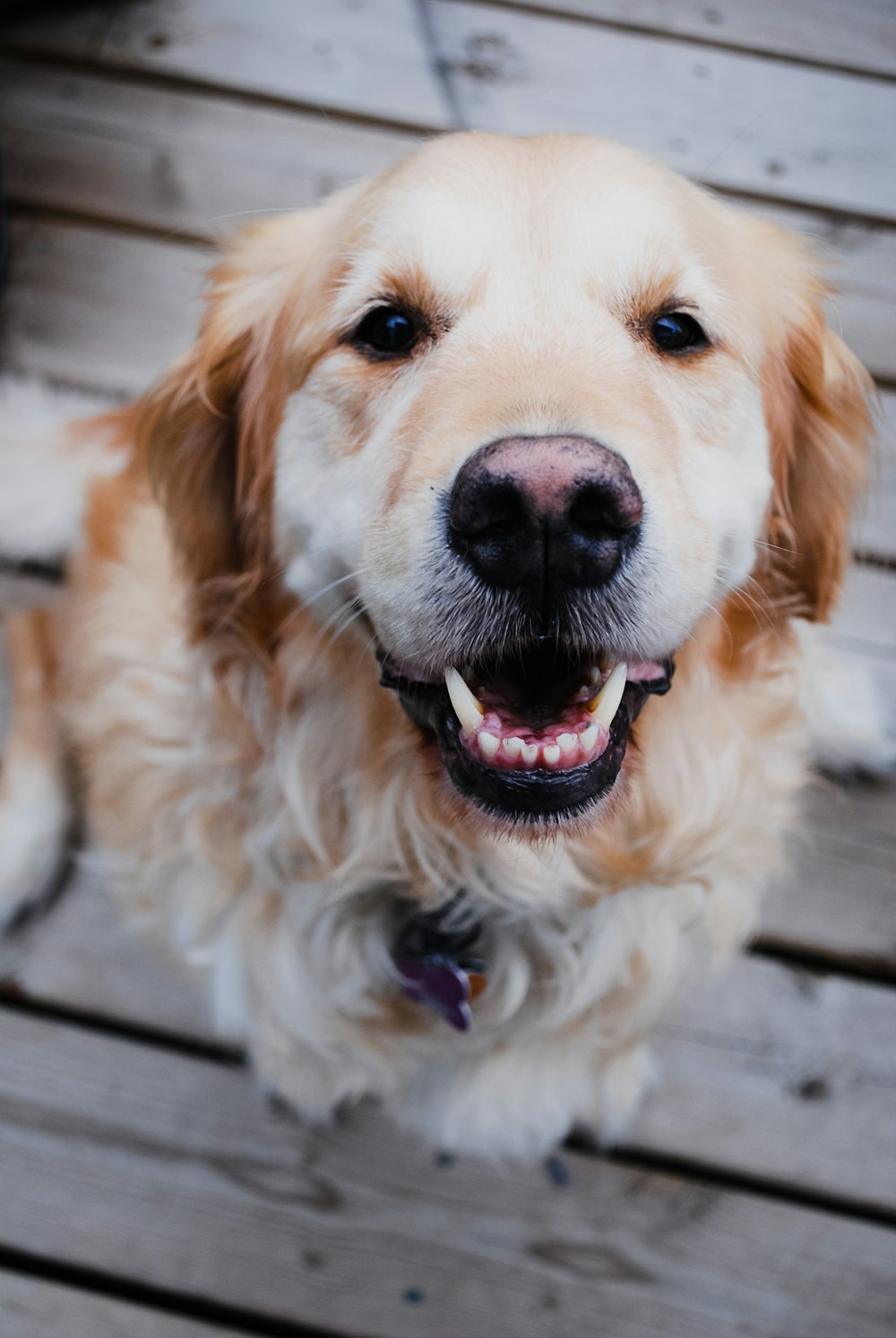 a dog with its mouth open