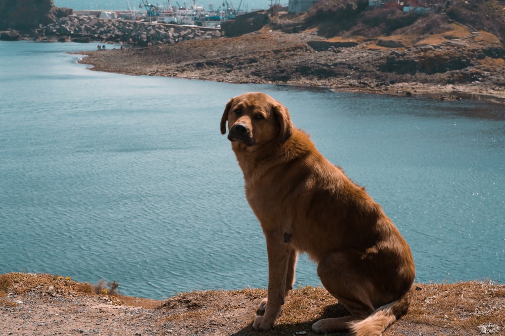 a dog sitting on a rock by a body of water