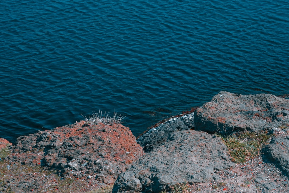 a rocky shore with a body of water in the background