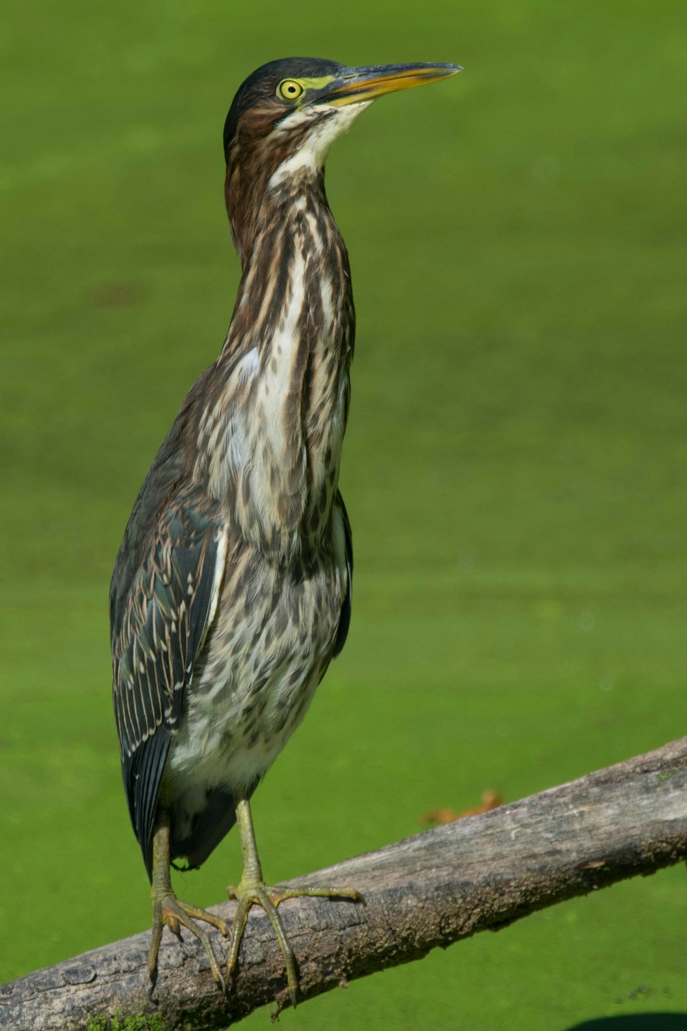 Ein Vogel steht auf einem Ast