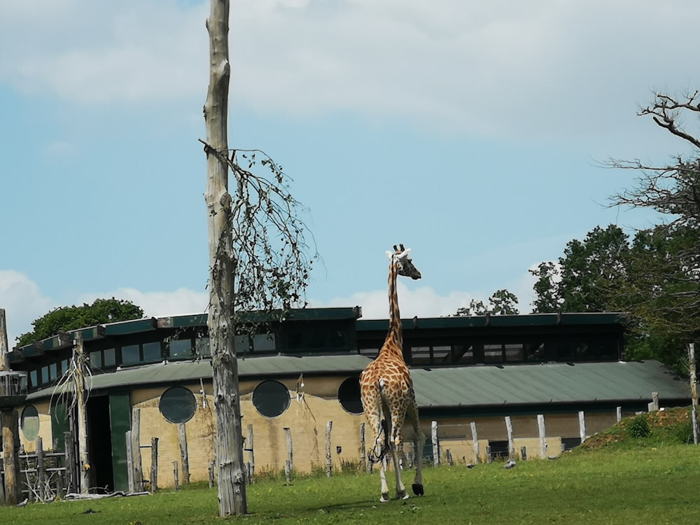 a giraffe standing next to a tree