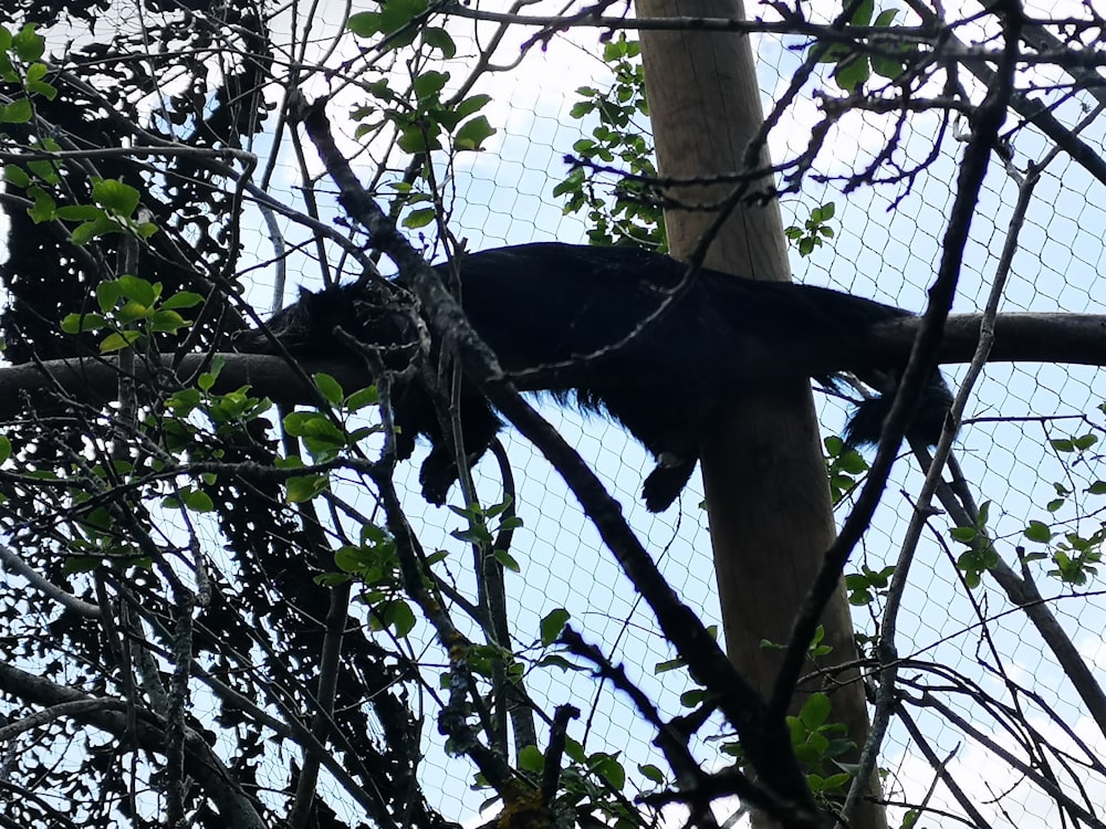 Un mono en un árbol