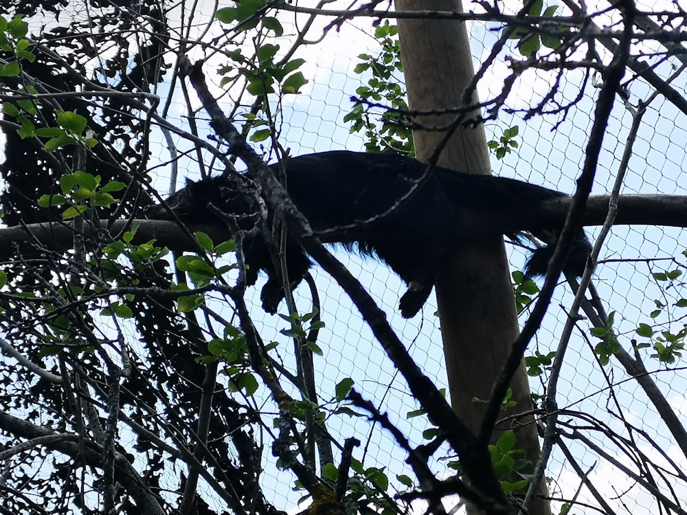 um macaco em uma árvore