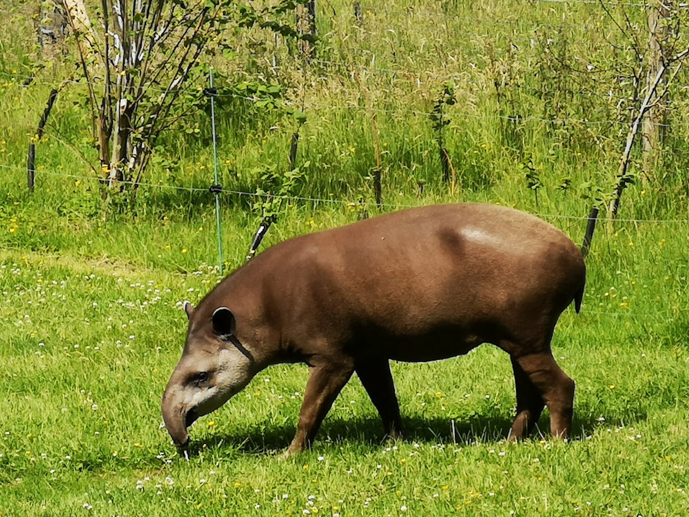 Un animal marrón en un campo