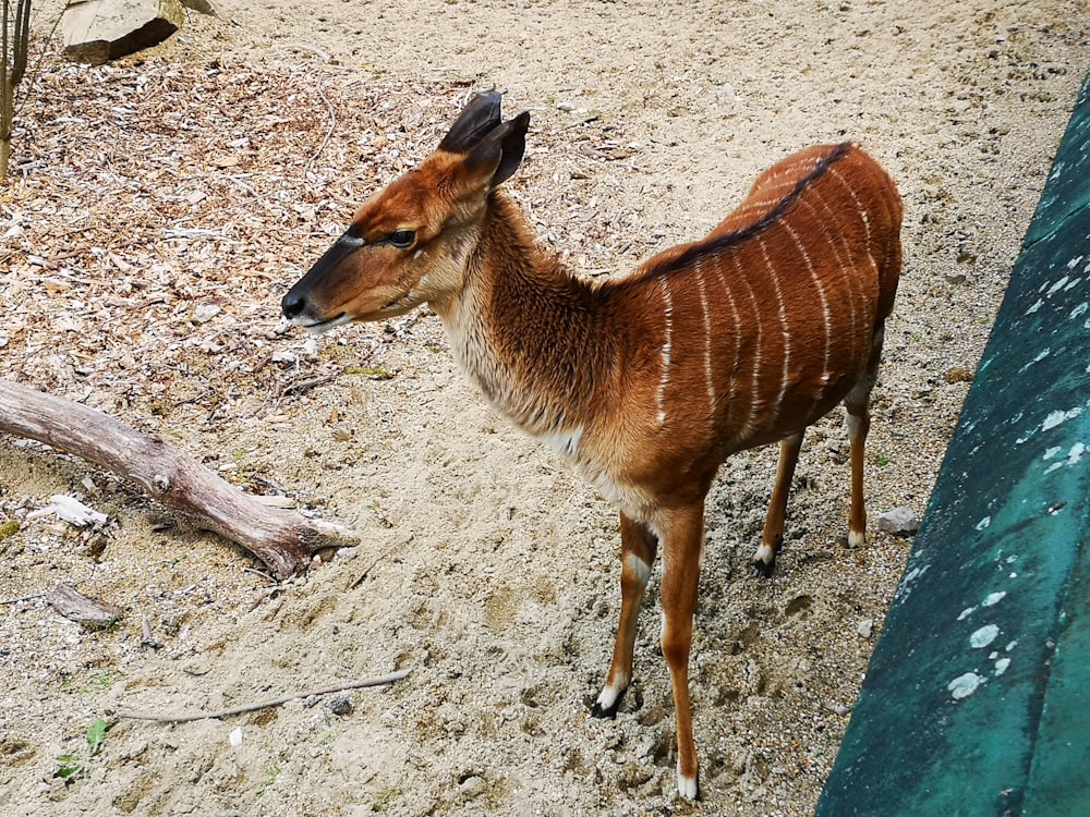 Ein Reh steht auf Dreck