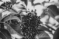 Close-up of a painted wild berry cluster with intricate shading.
