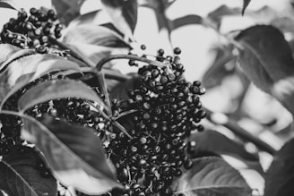 Close-up of a painted wild berry cluster with intricate shading.