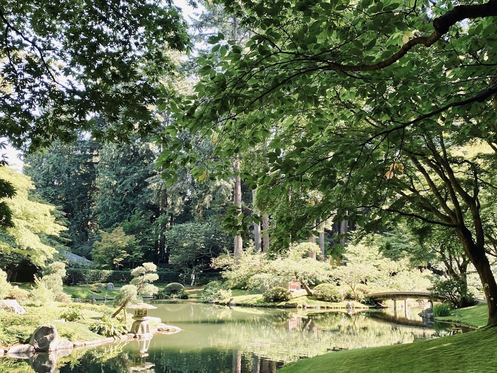 a pond surrounded by trees and plants