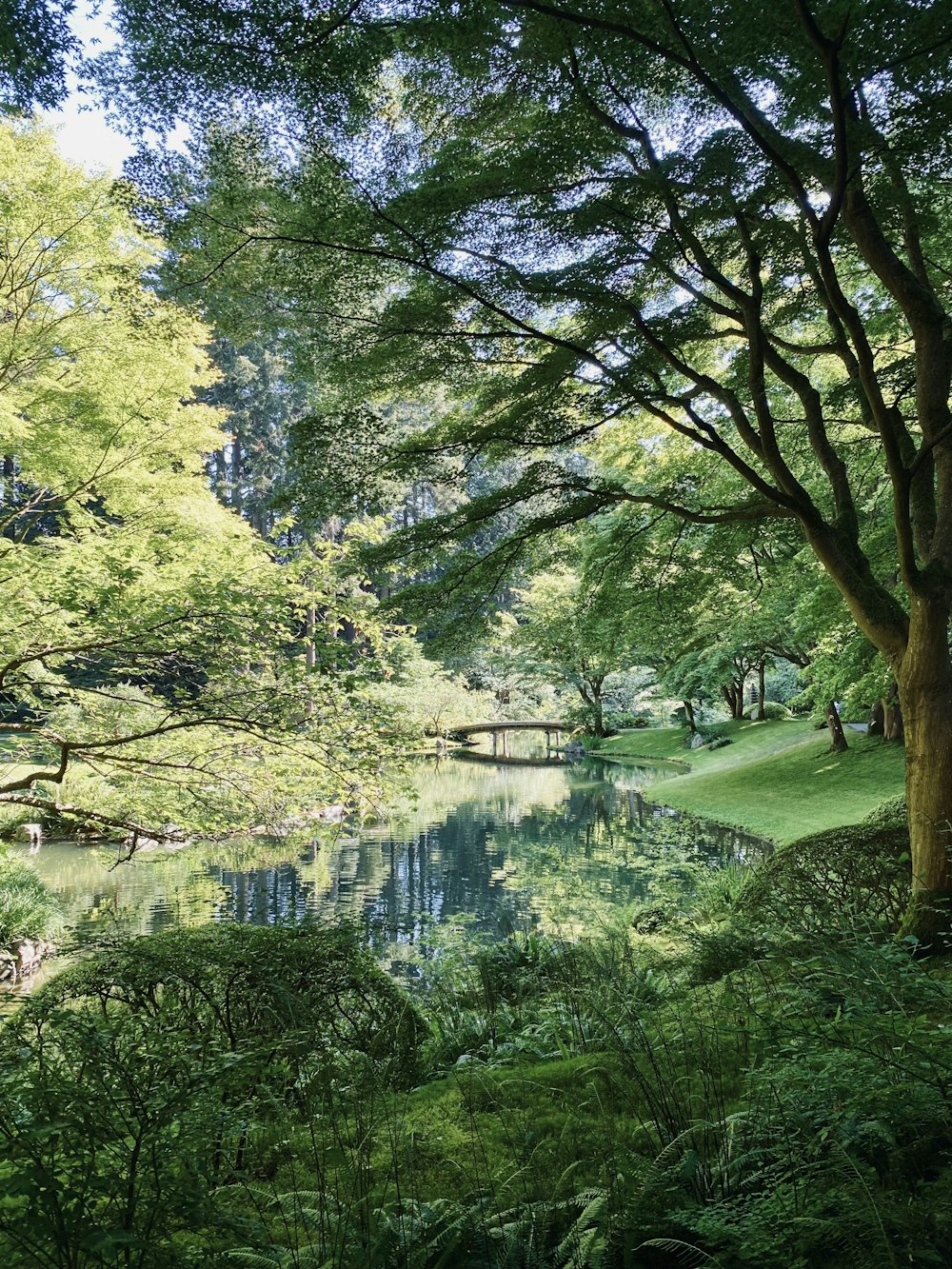 a river with trees on the side