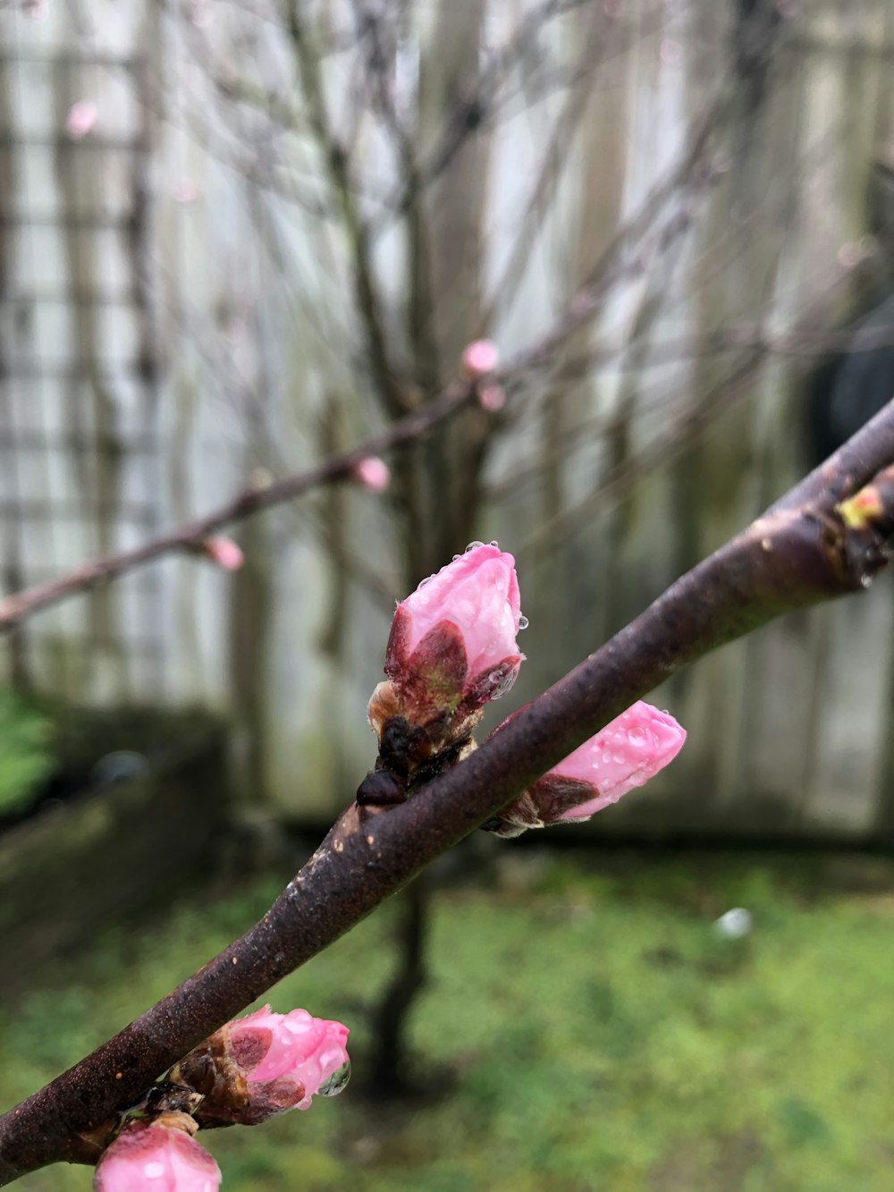 a branch with pink flowers