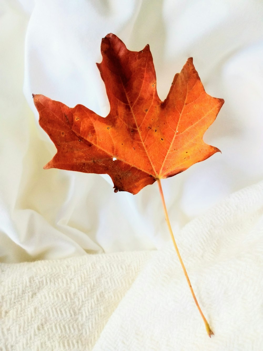 a red leaf on a white background