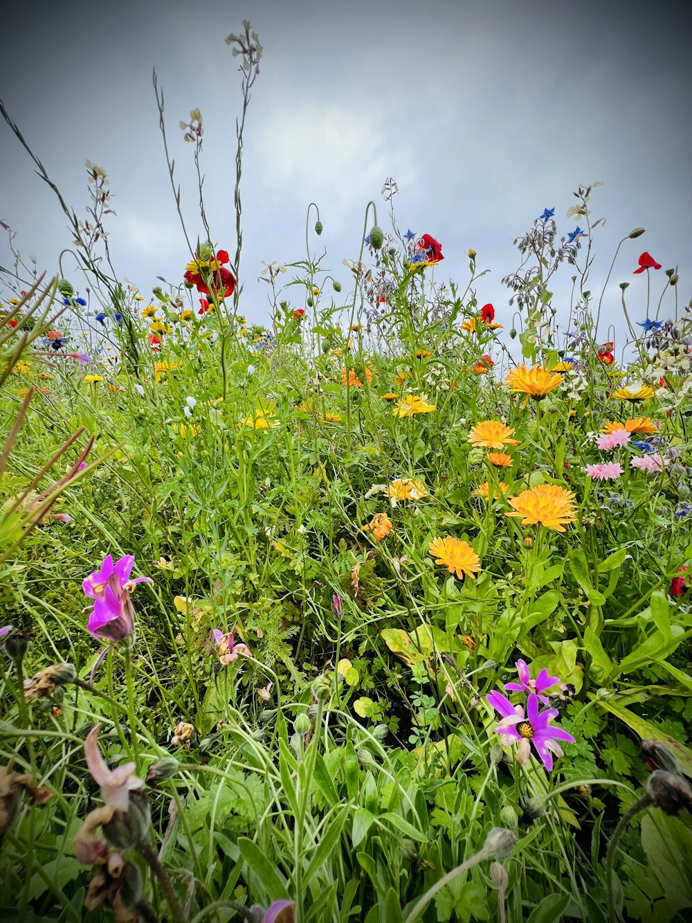 a field of flowers