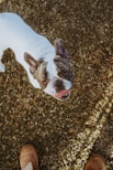 a dog wearing a garment