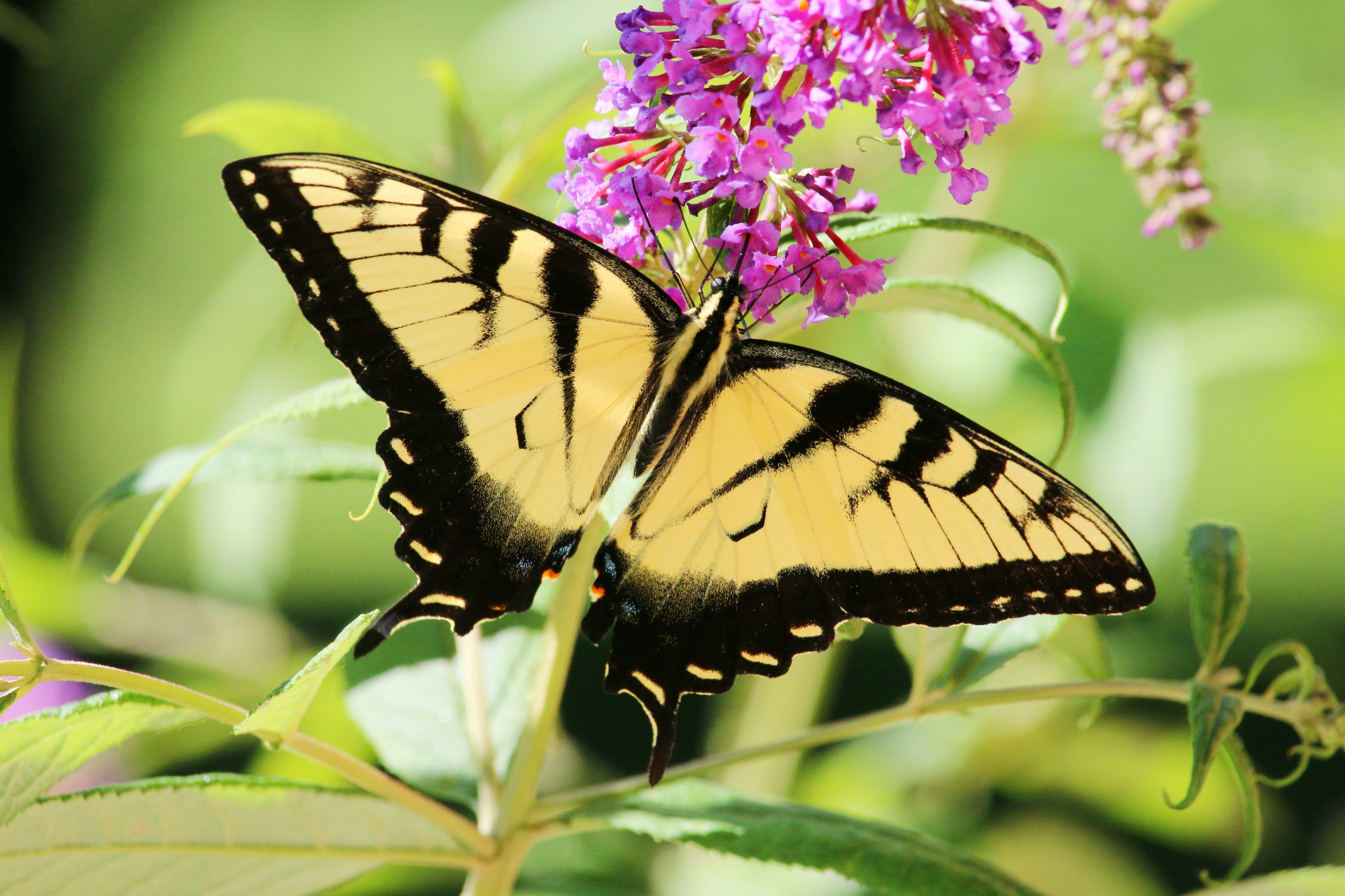 Photo by goldenplover31