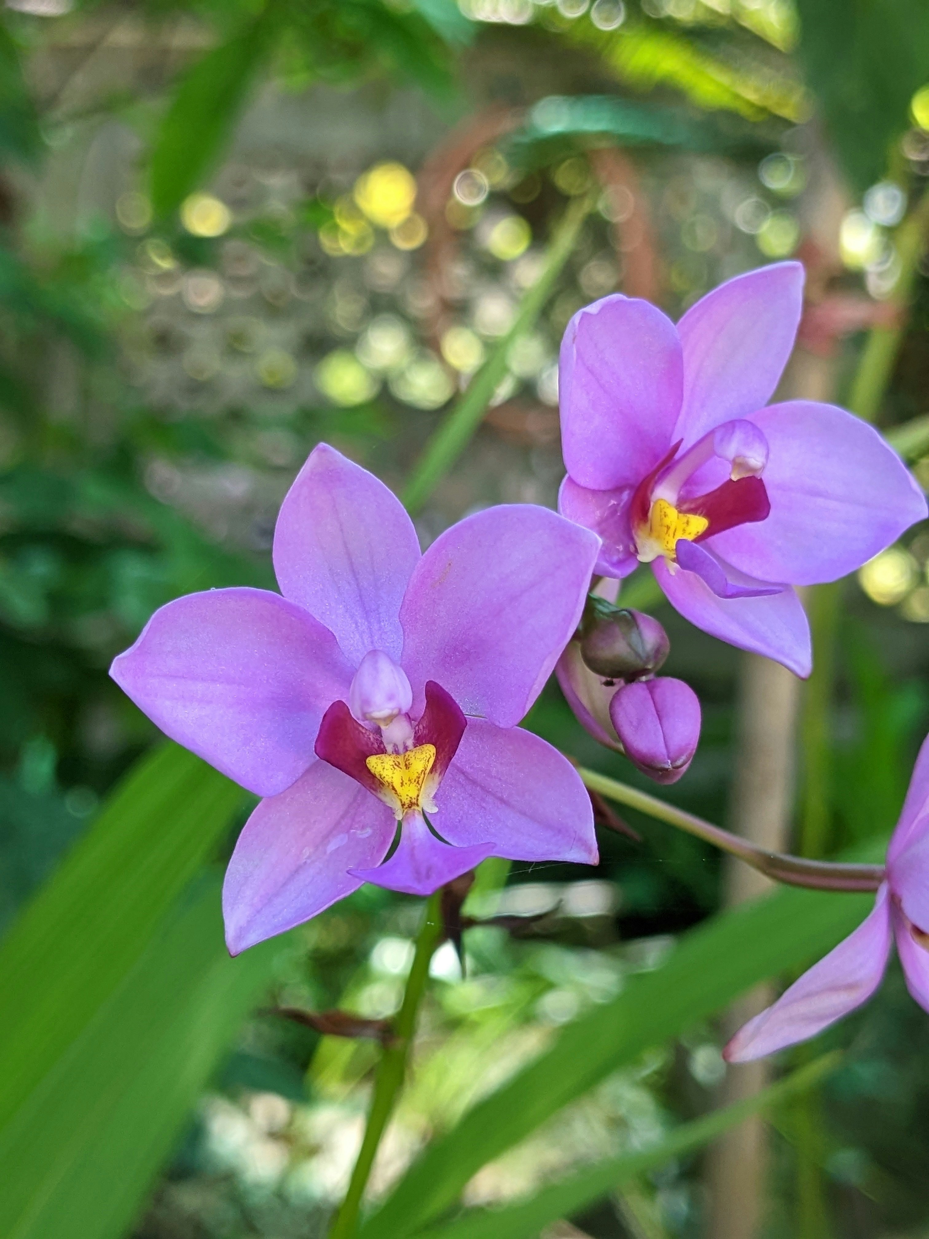 Orchid