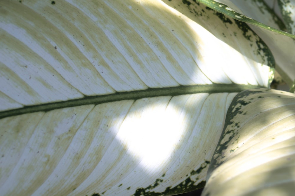 a close-up of a leaf