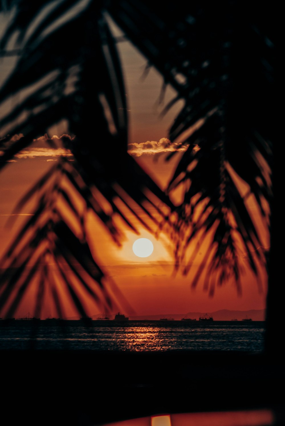 a beach with palm trees