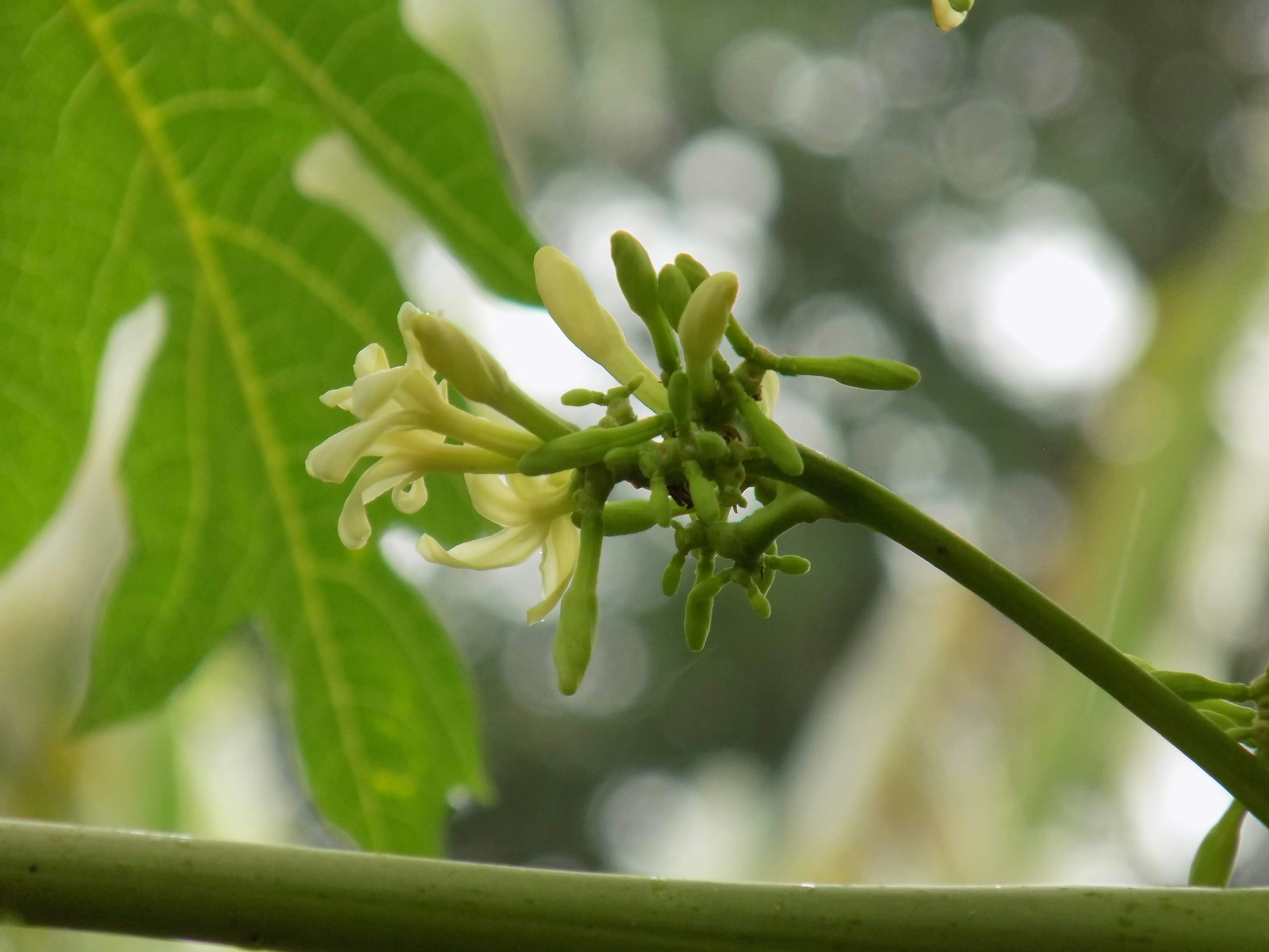 Photo by shadinnature