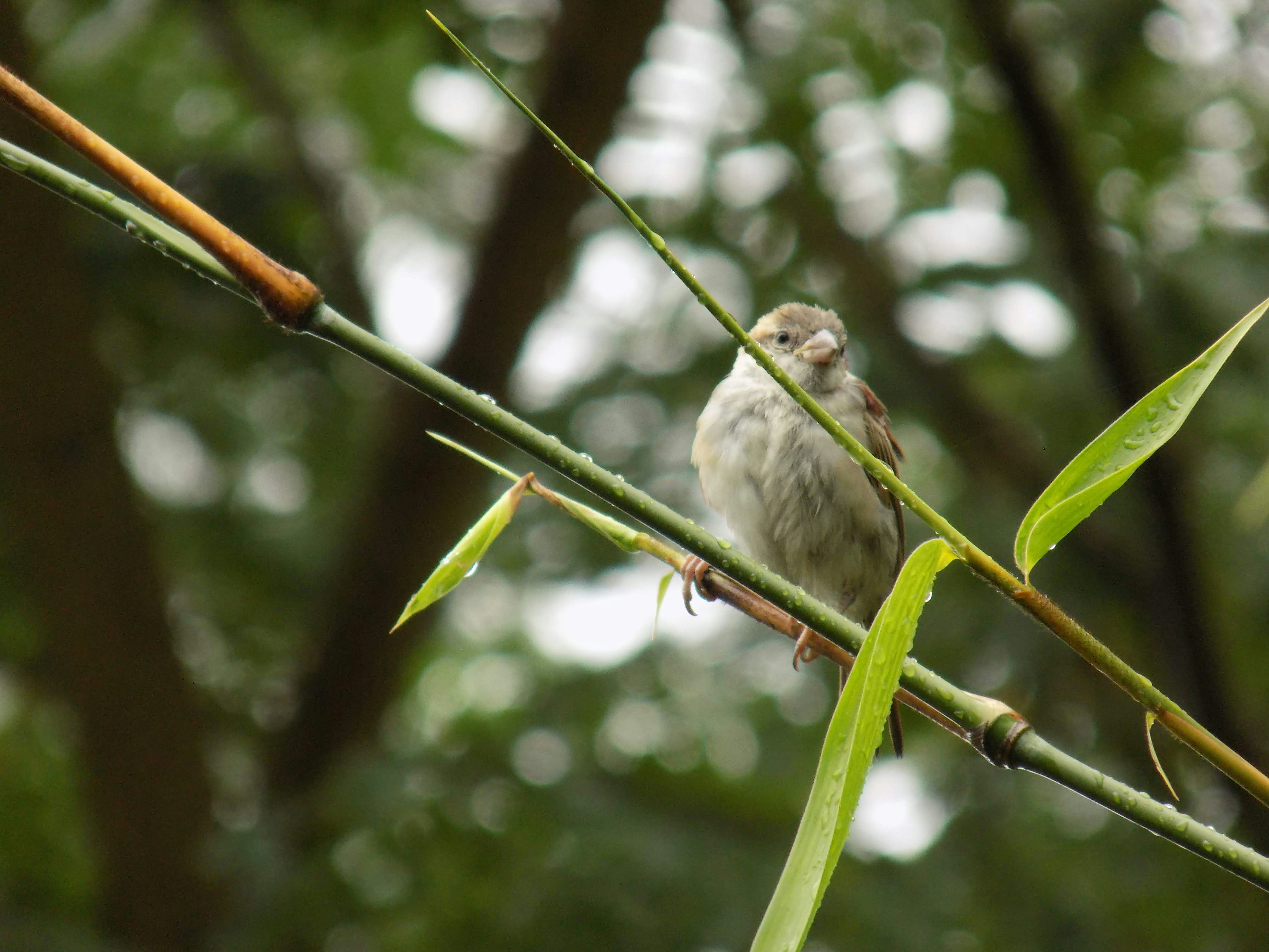 Photo by shadinnature