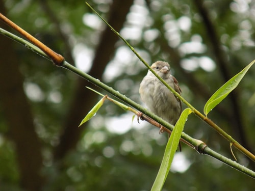 A small bird is perched on a thin bamboo branch surrounded by lush greenery. The bird appears fluffy and is looking towards the camera. The scene is serene with drops of rainwater visible on the leaves, and the background is softly blurred, enhancing the focus on the bird.