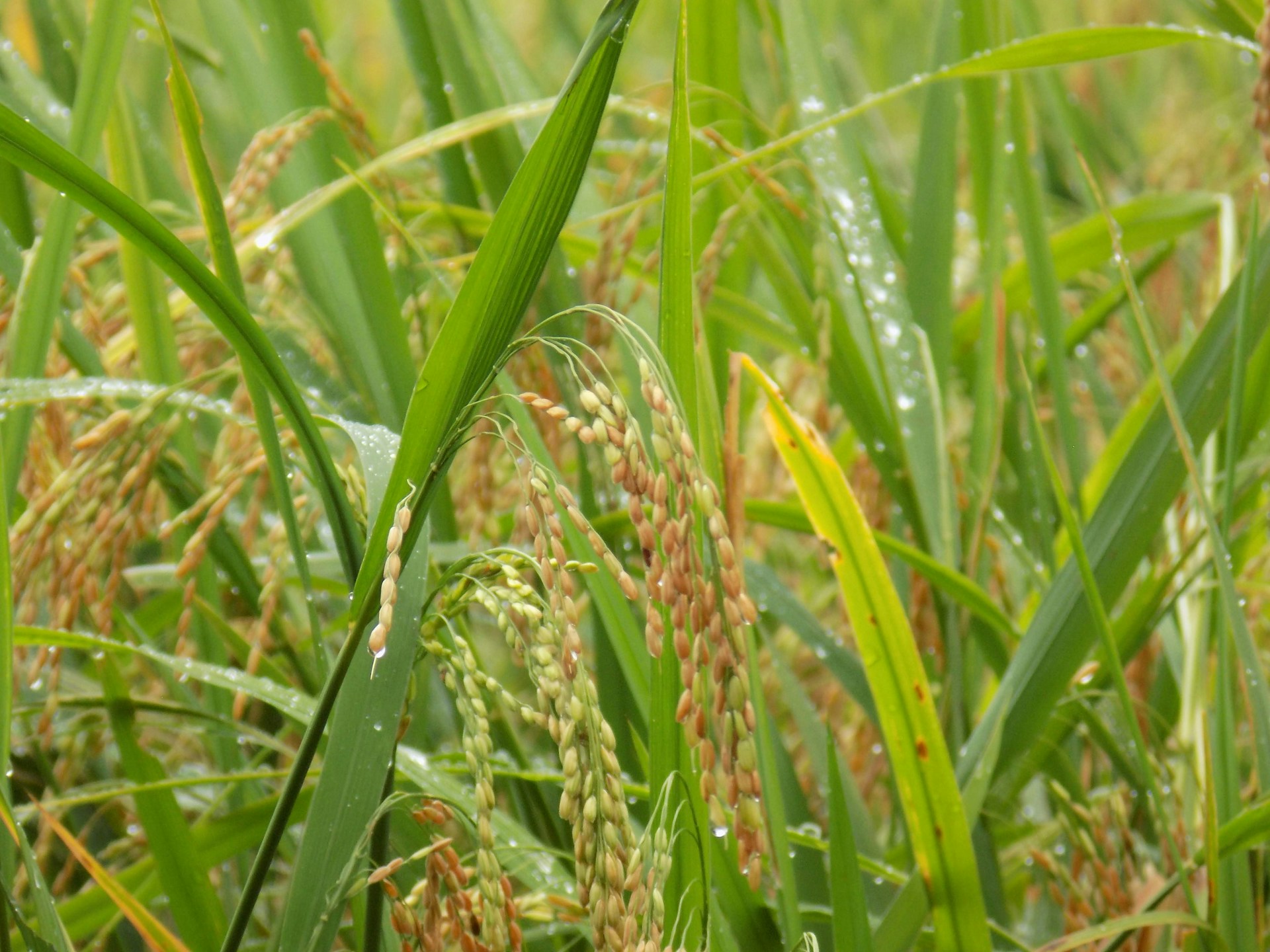 a close-up of some grass