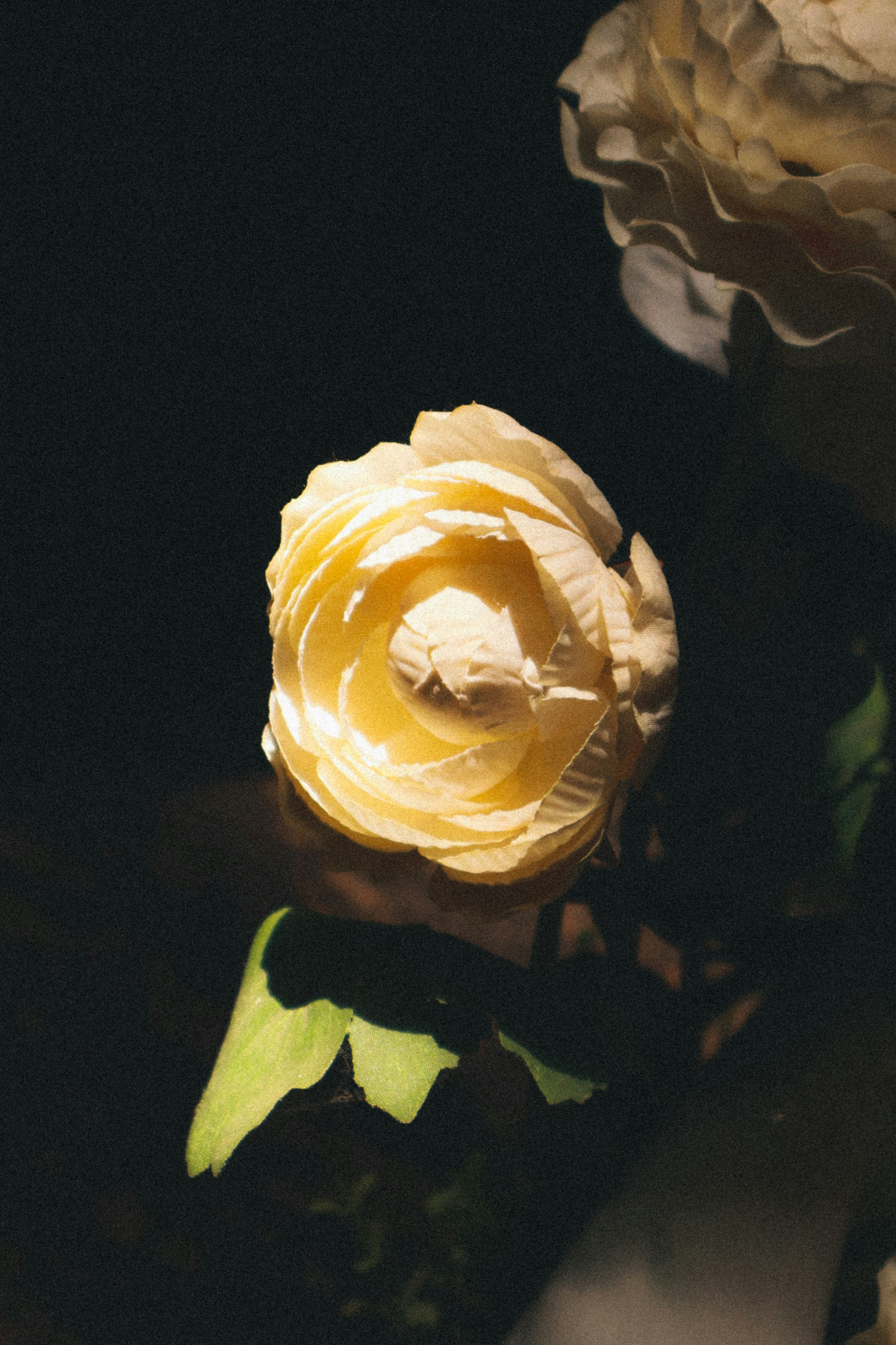 a close up of a flower