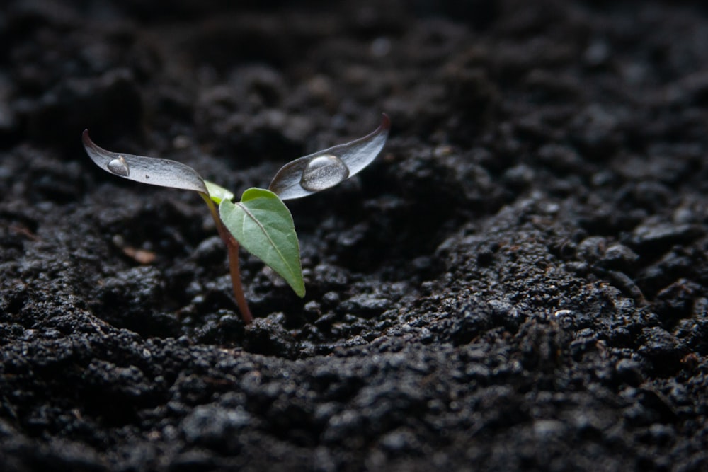 a small plant growing out of the ground