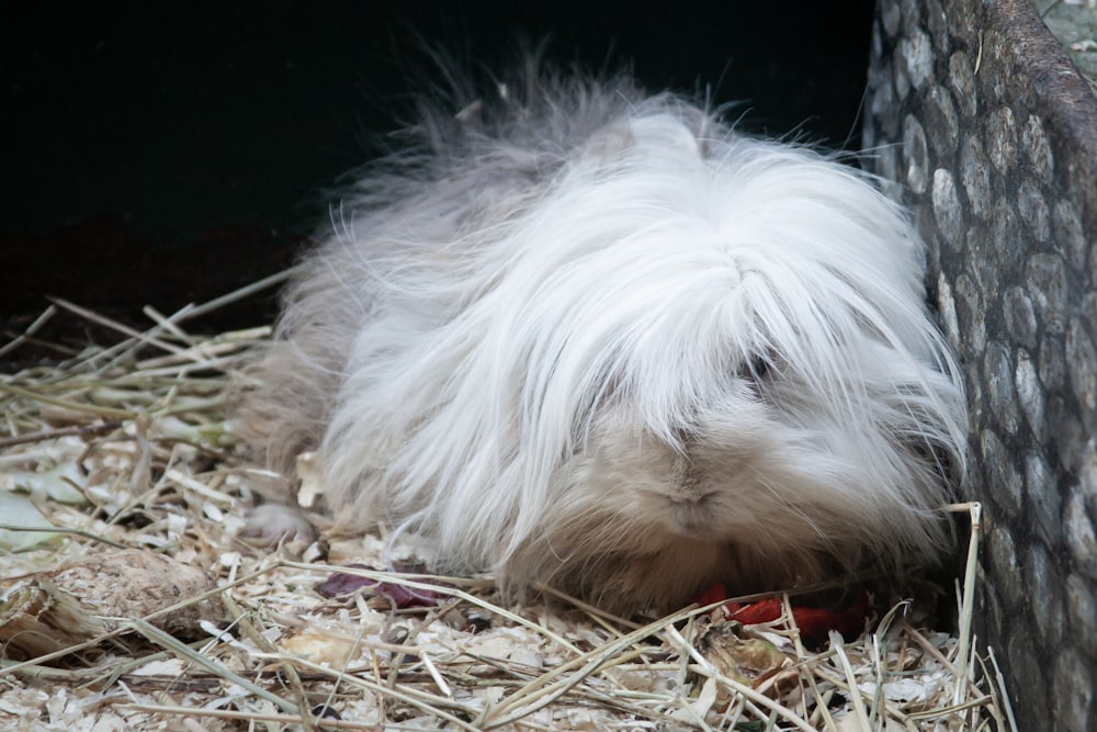 a white furry animal lying on the ground next to a tree