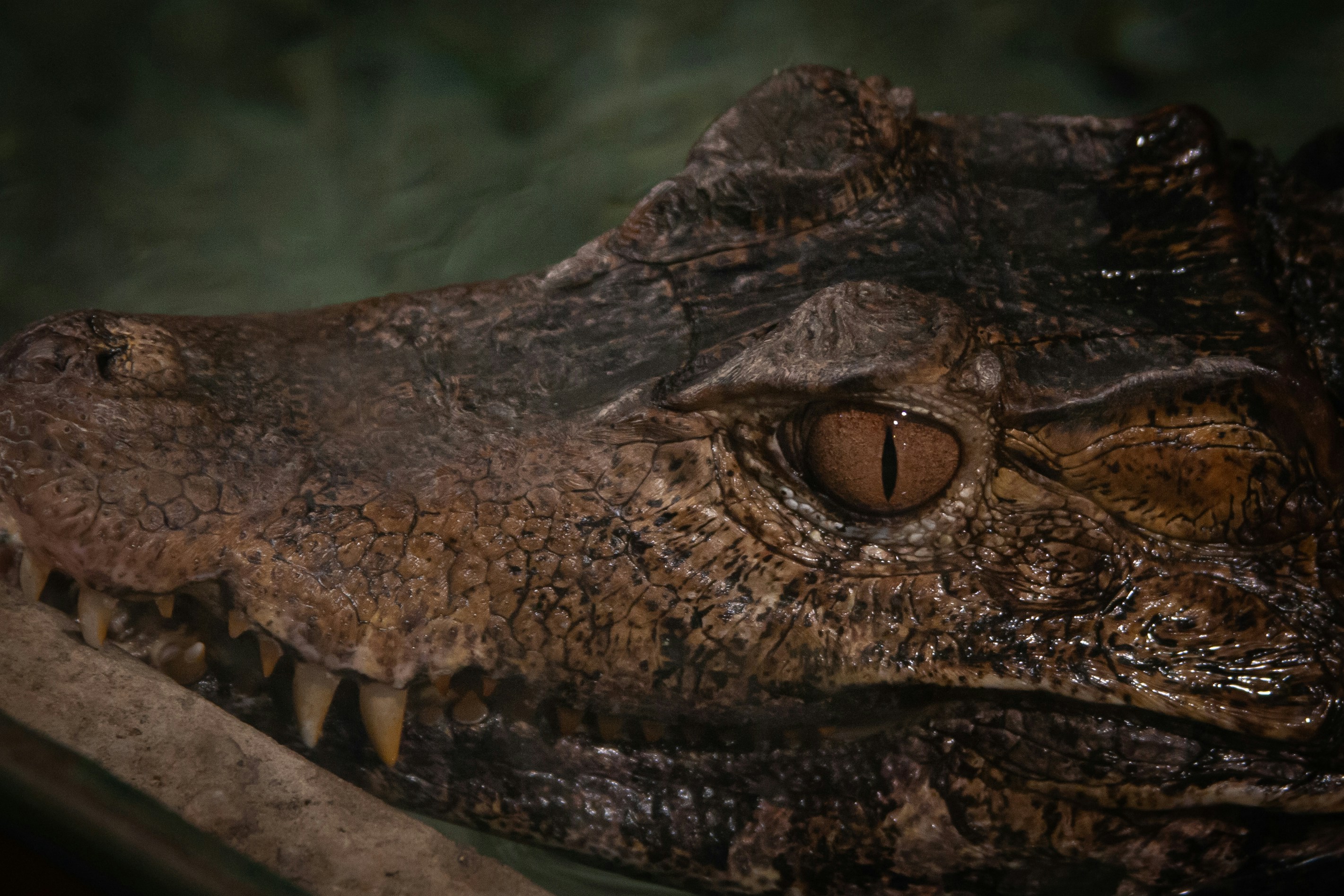 Southern Africa Grapples with Devastating Floods and Emerging Crocodile Threat