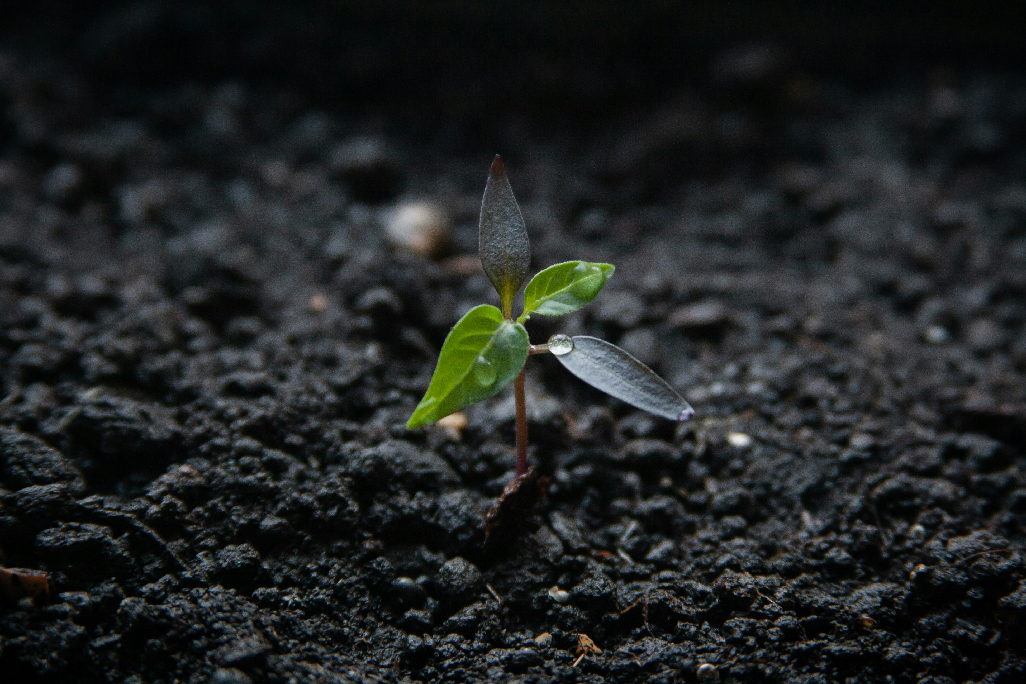 a small plant growing out of the ground