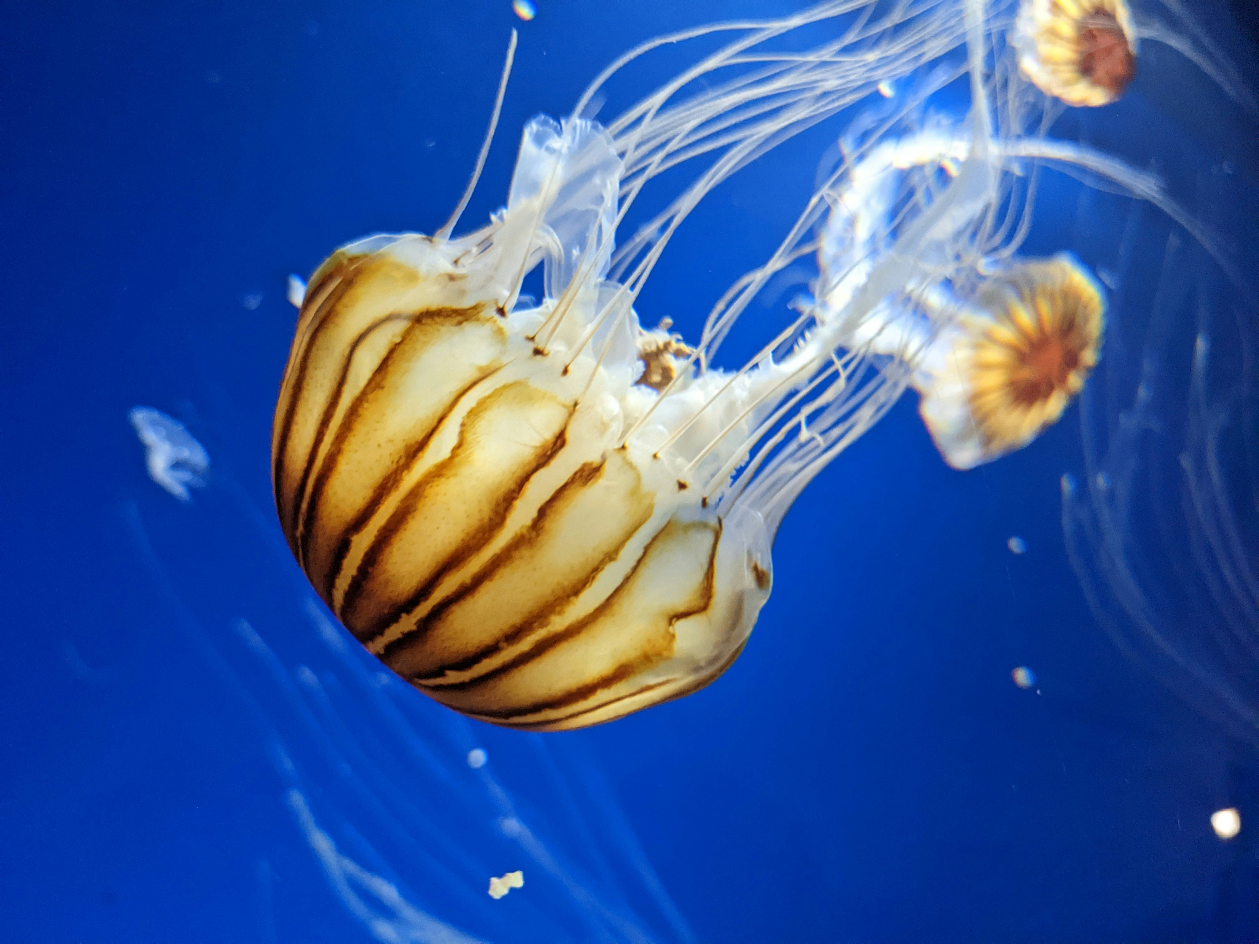 Photo by lanarkshire