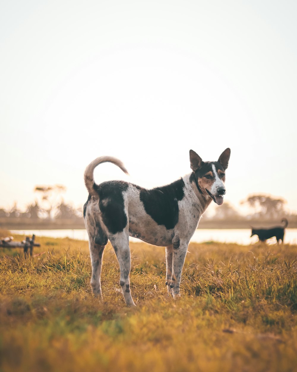 a dog standing in a field