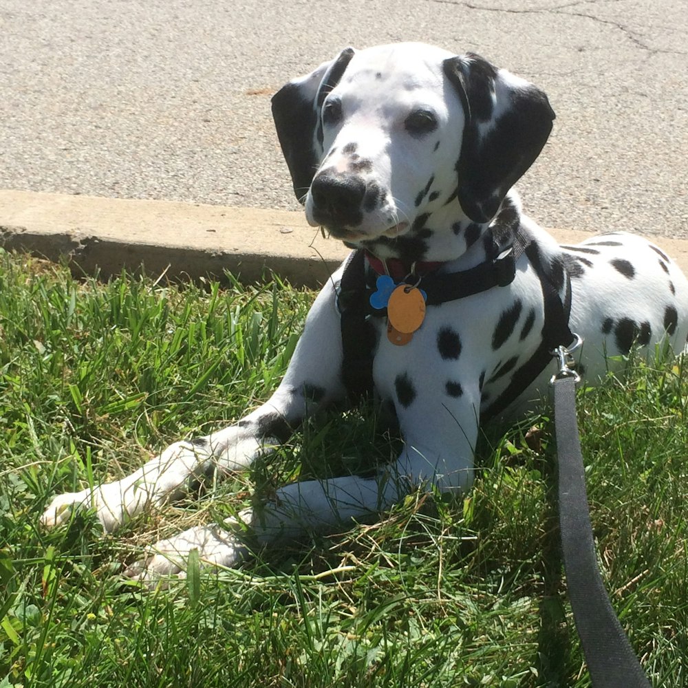 a dog sitting on grass