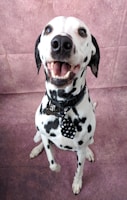 a dog with a scarf on its neck