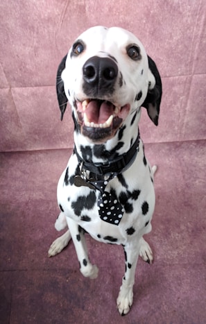 a dog with a scarf on its neck