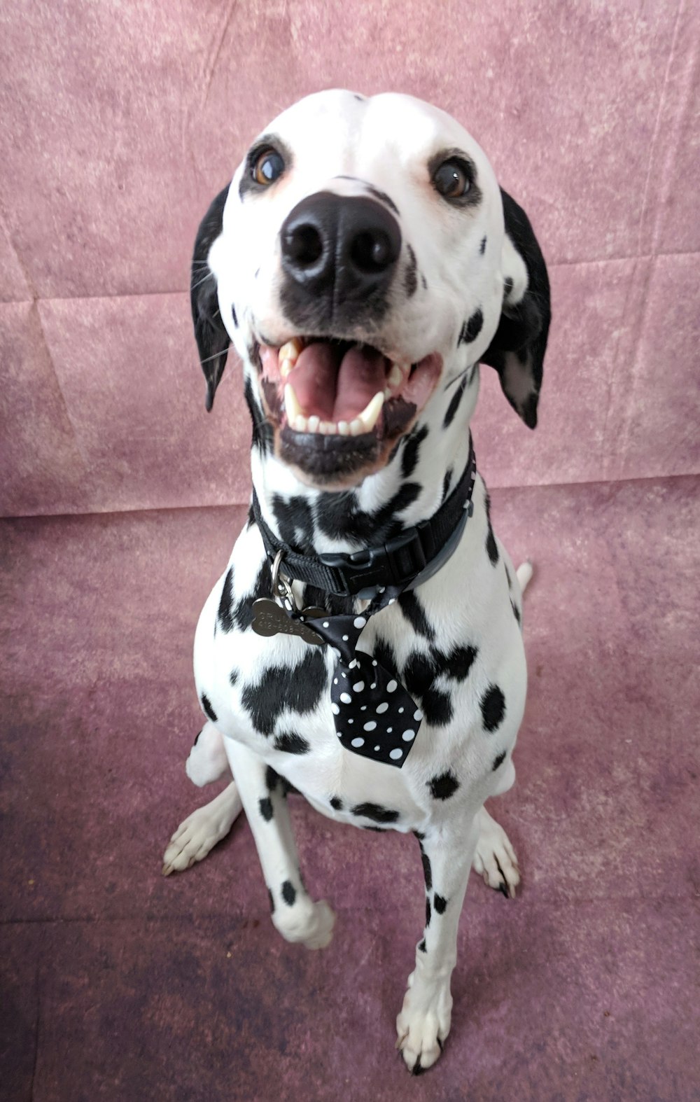 a dog with a scarf on its neck