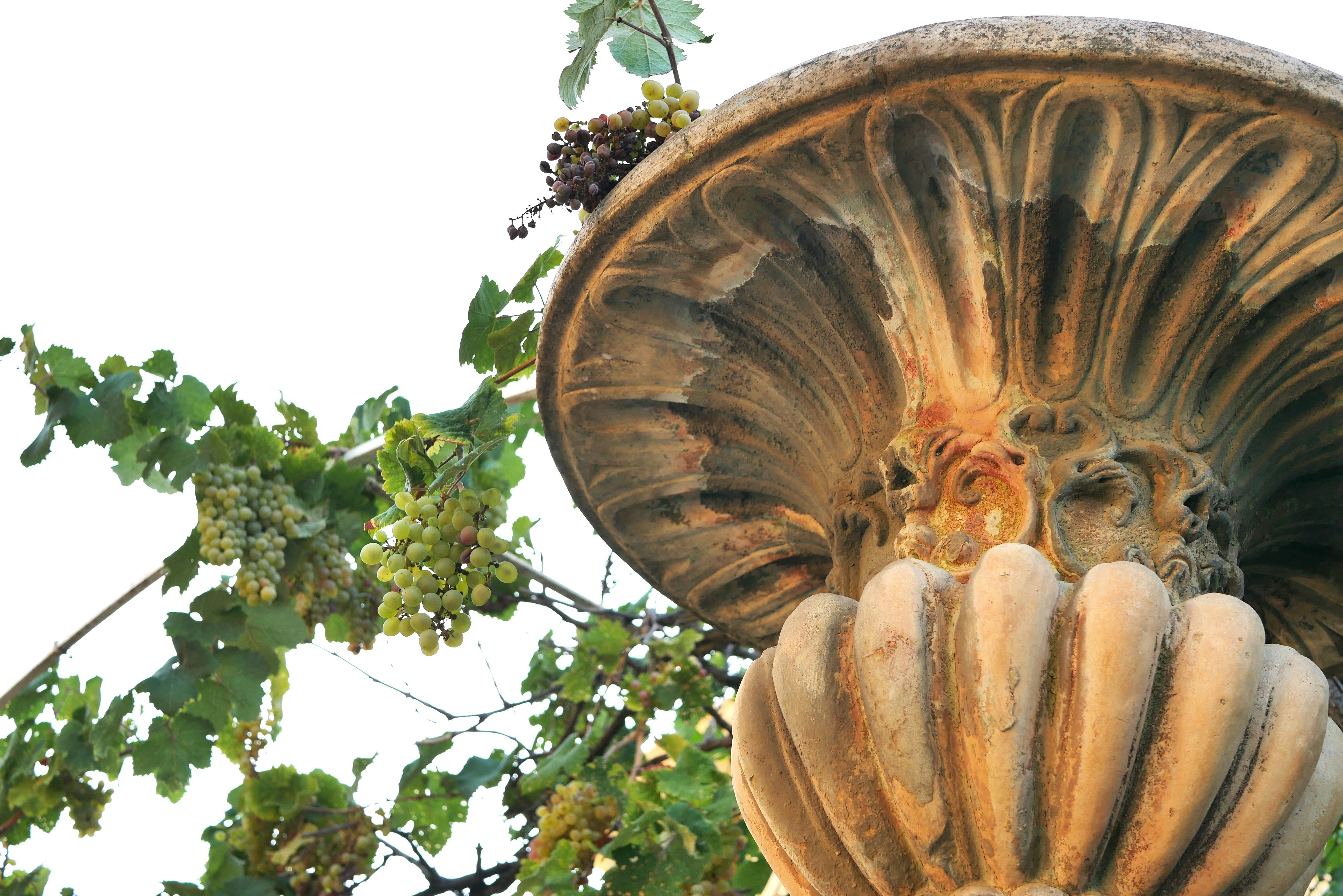Coupe de raisin sous le soleil de la Méditerranée