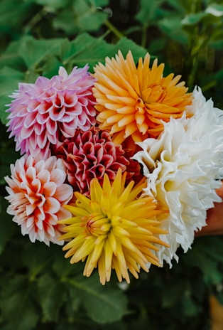 a group of colorful flowers