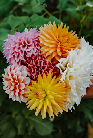 a group of colorful flowers