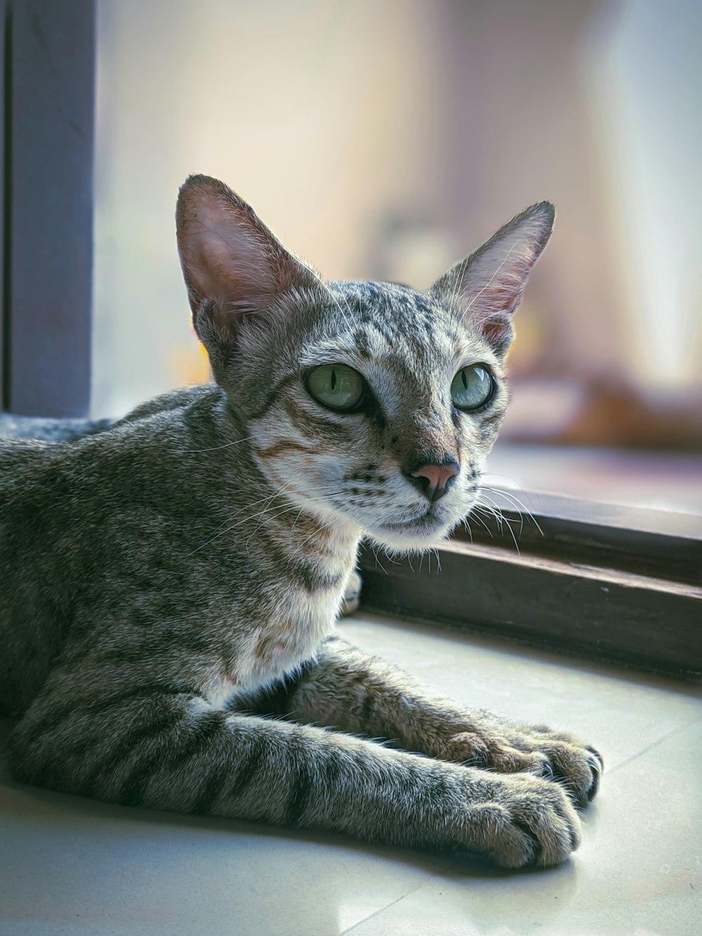 a cat lying on a table