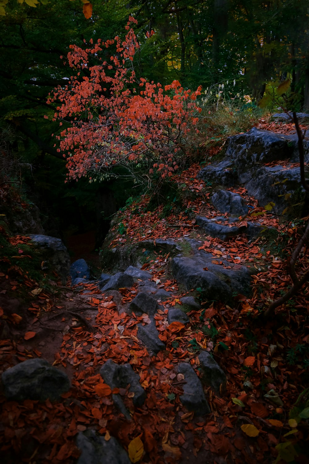 a stream with colorful leaves