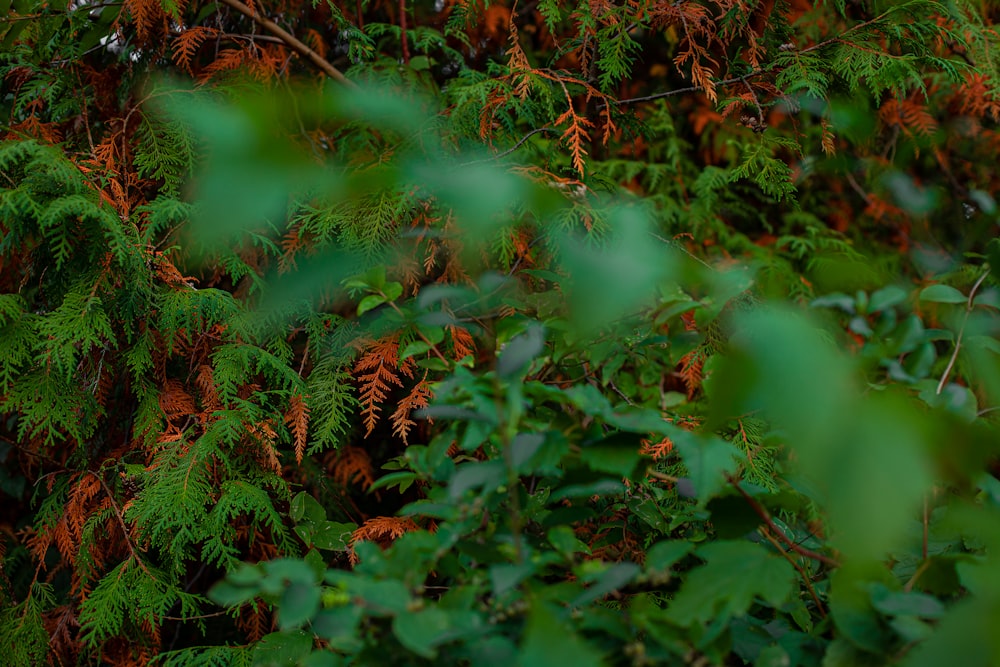 a close-up of some plants