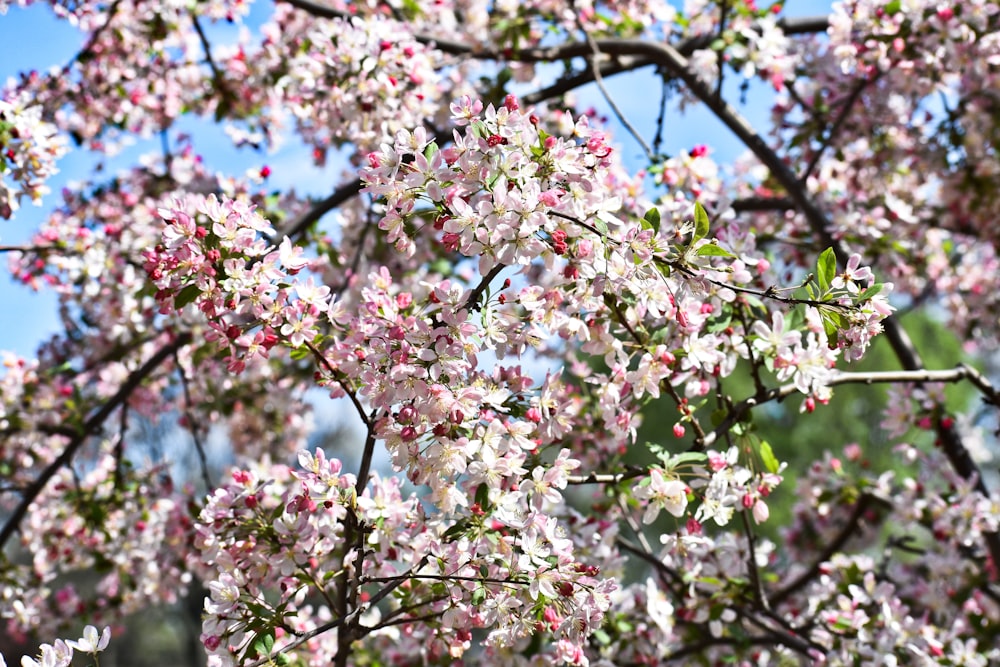 a tree with white flowers