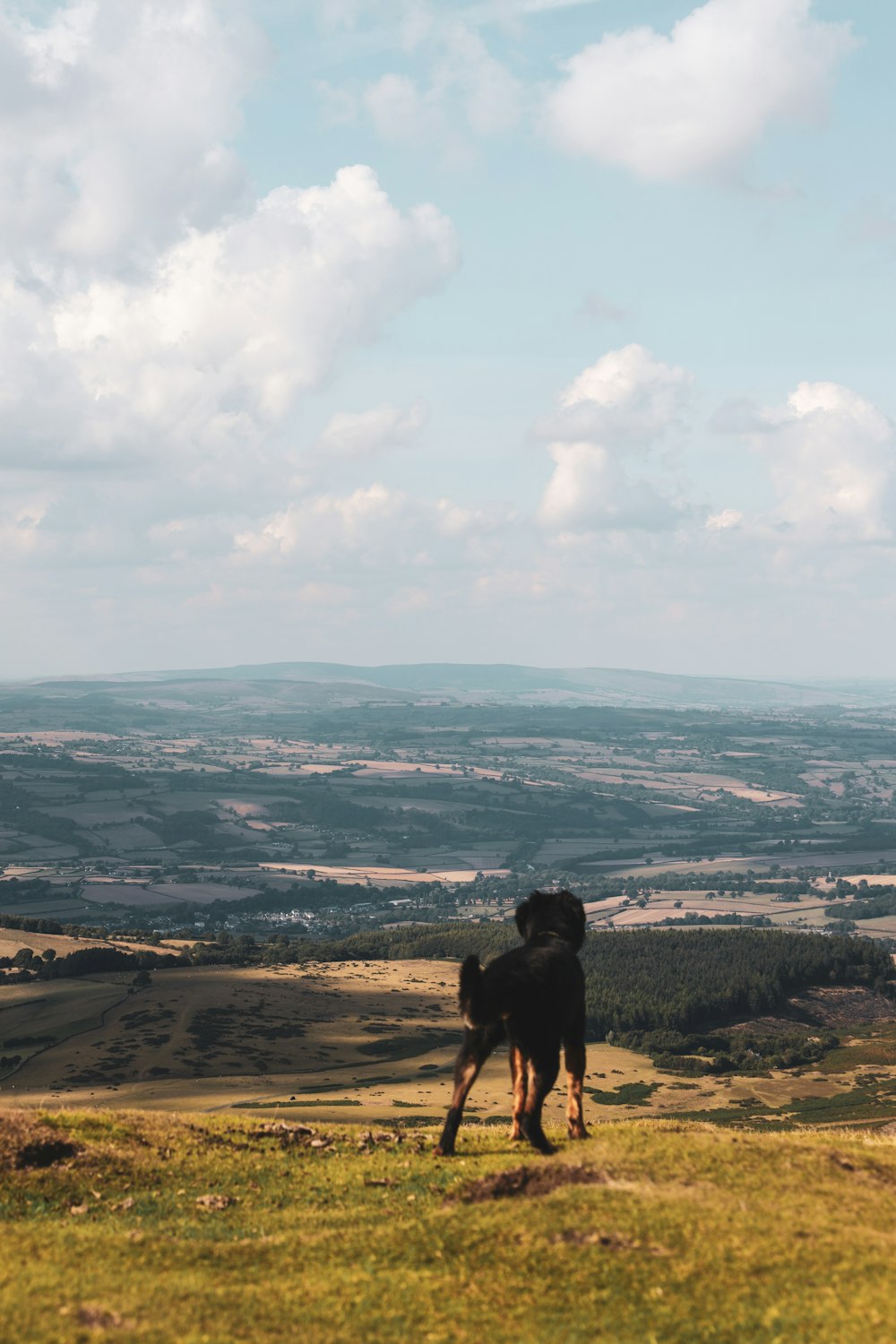 a dog standing on a hill