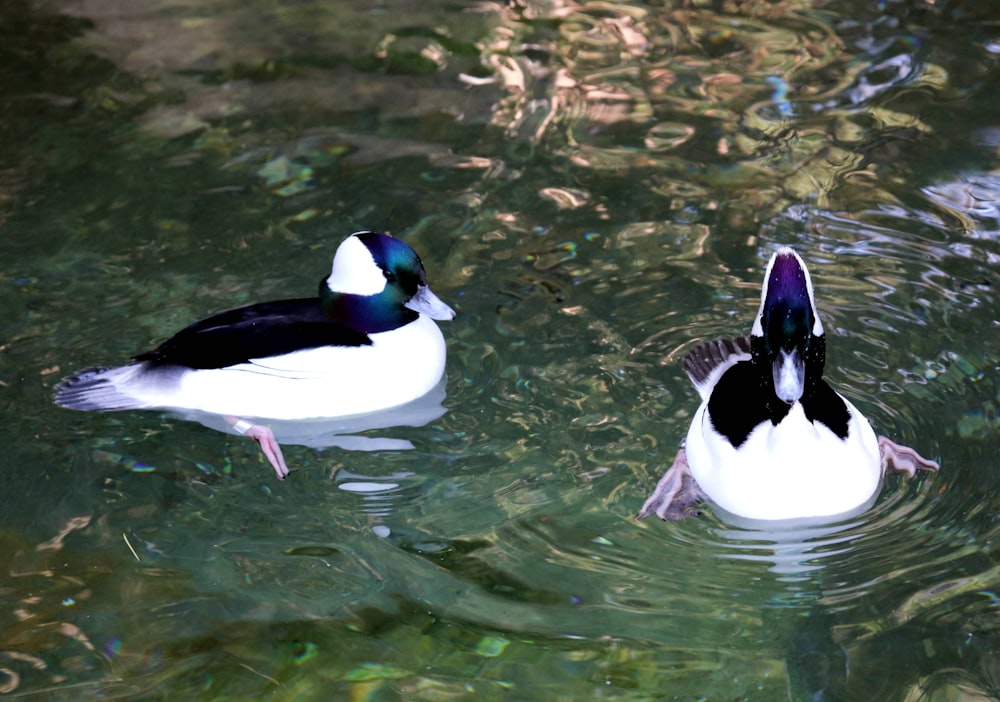 two ducks swimming in water