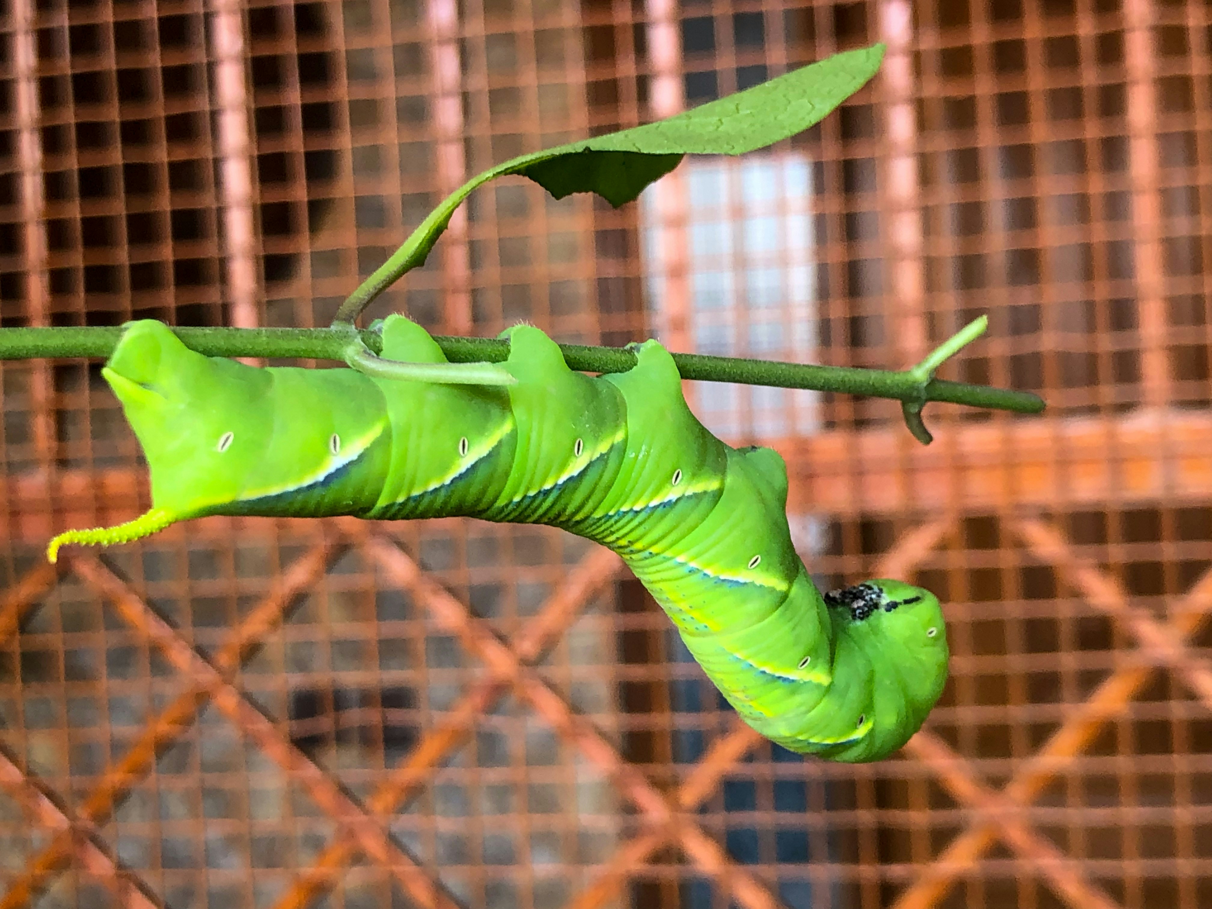 Hack The Box: GreenHorn