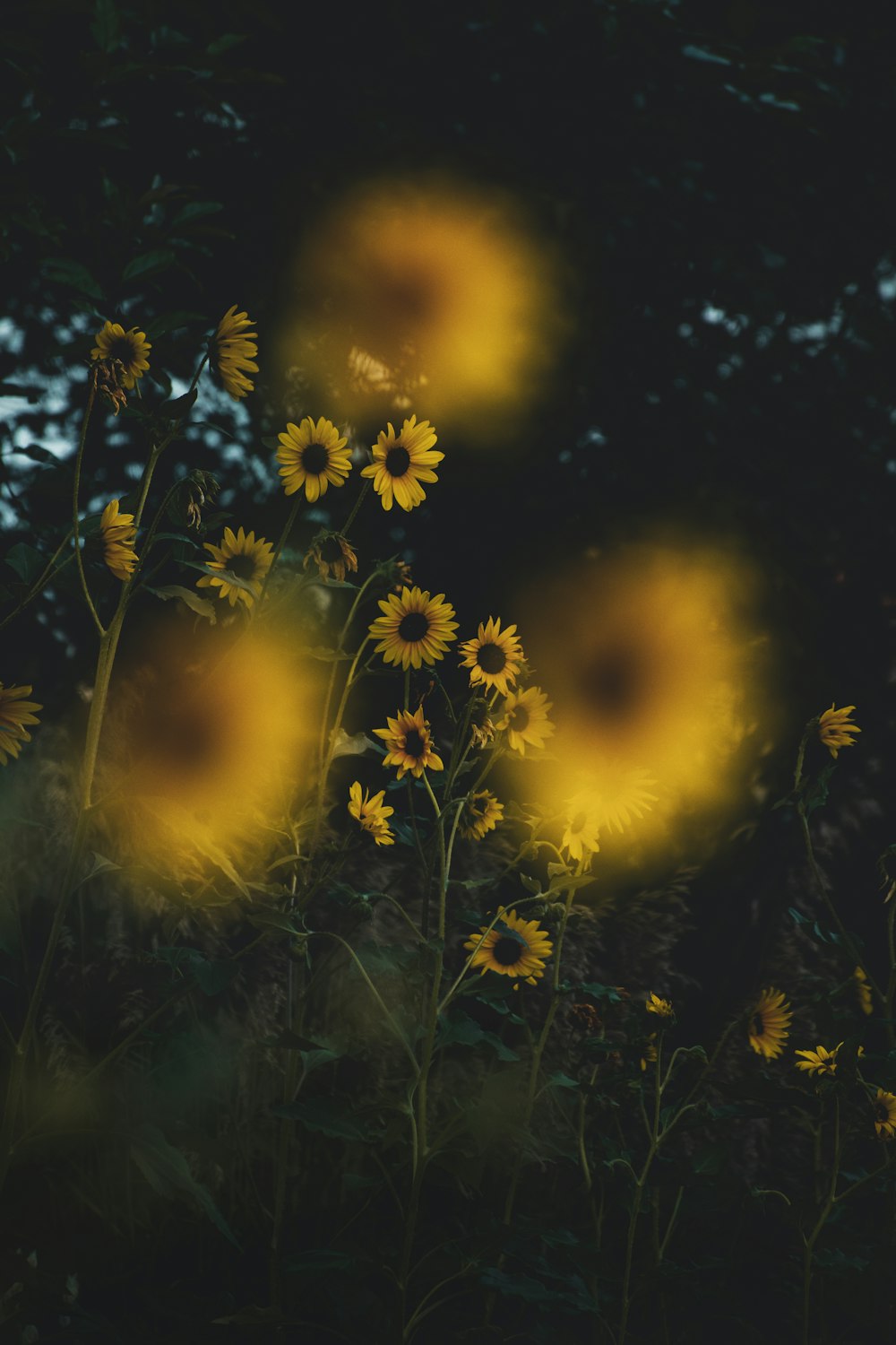 a group of yellow flowers